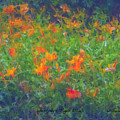 Westport Tiger Lilies